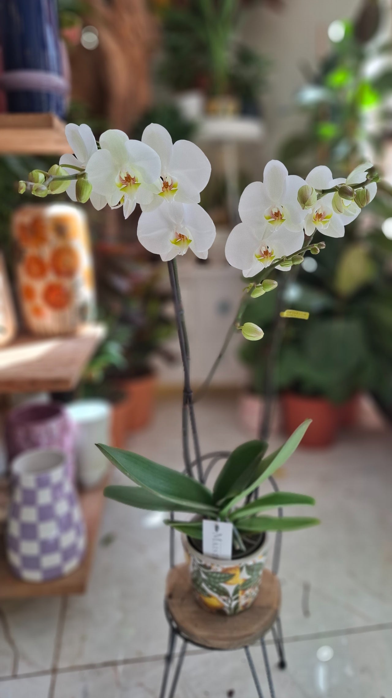 Orchidées
