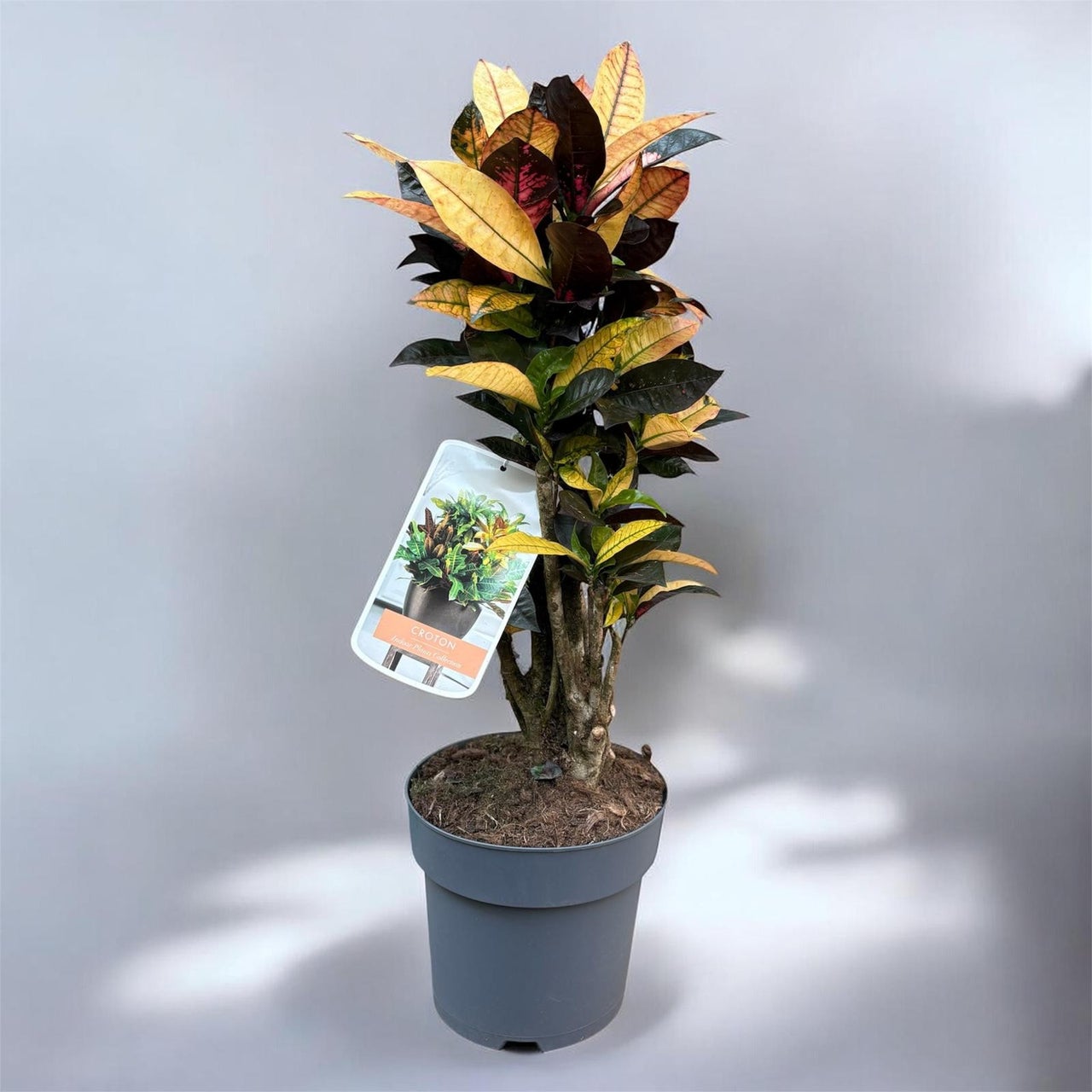 Plantes d’intérieur