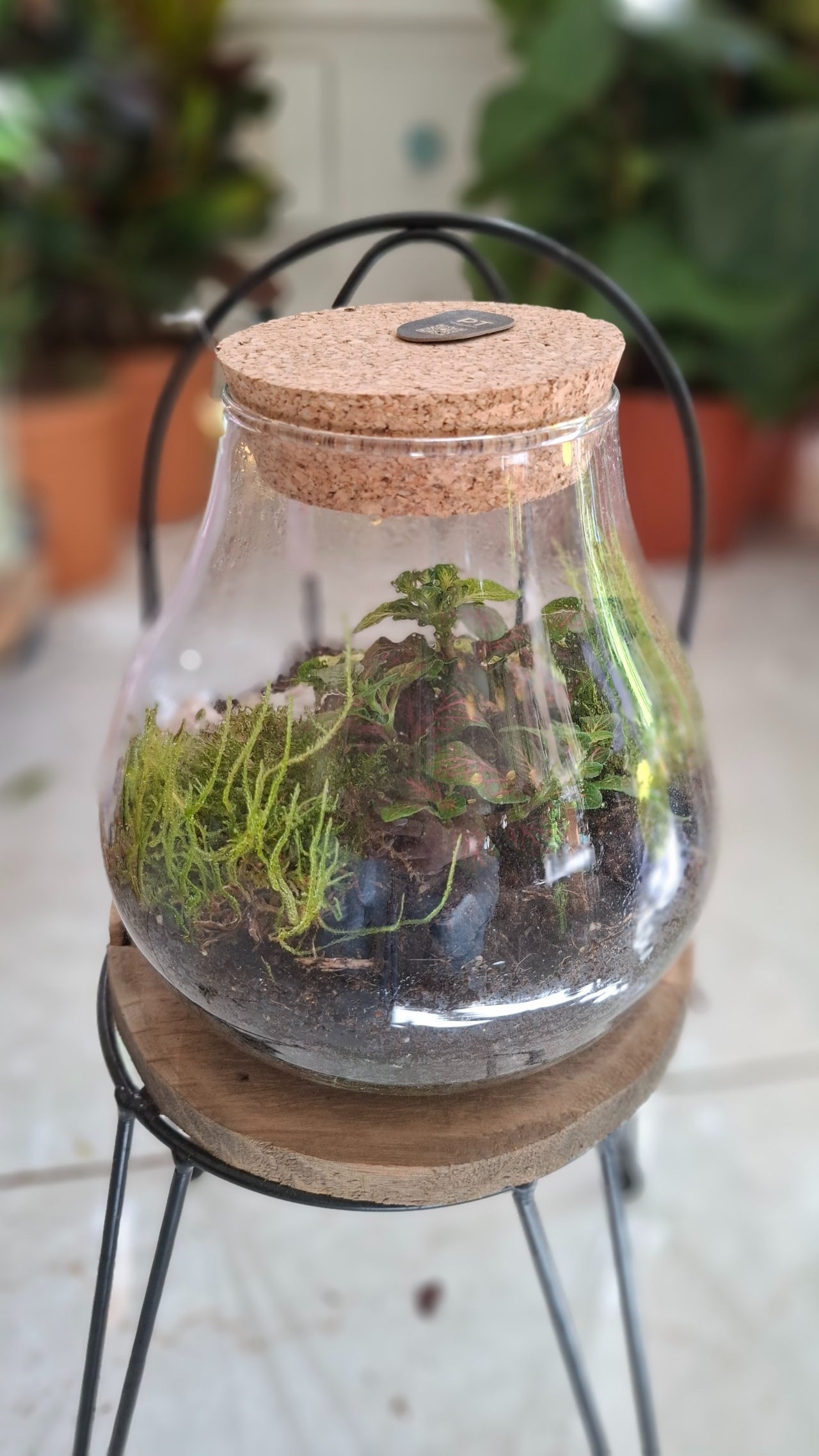 Terrariums