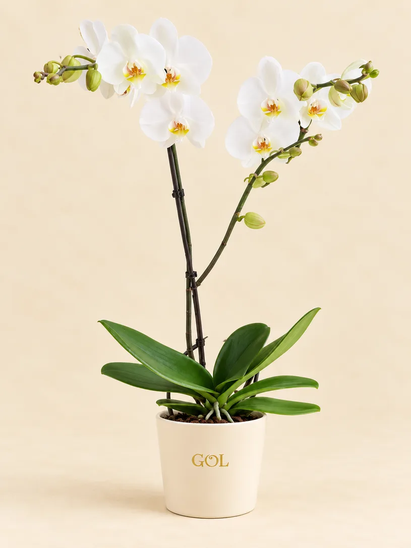 Orchidées