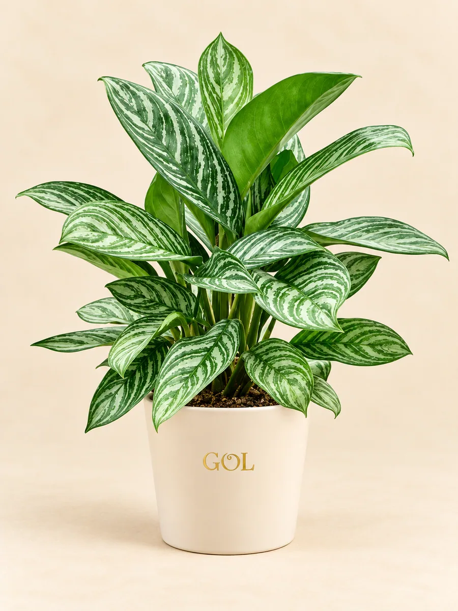 Aglaonema Stripes, silhouette indicative complète