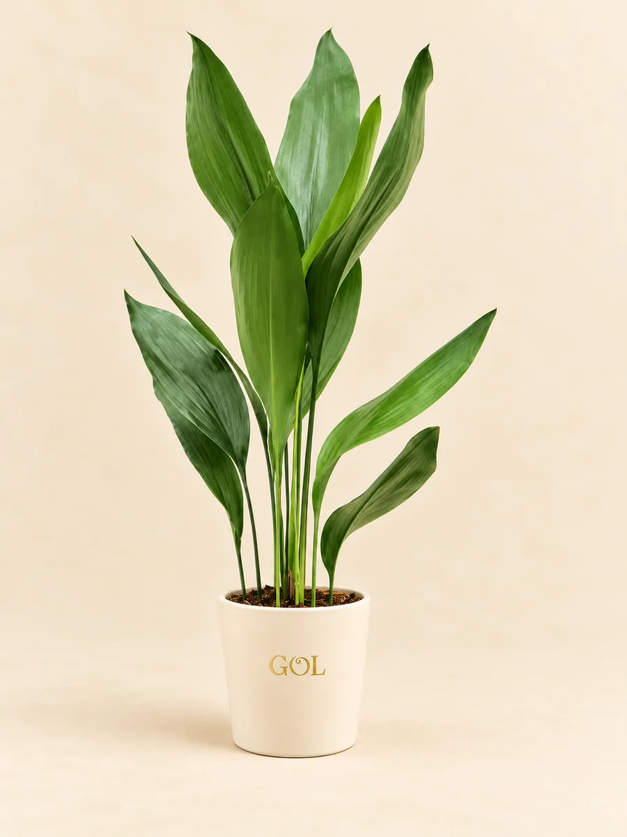 Aspidistra elatior, silhouette indicative complète