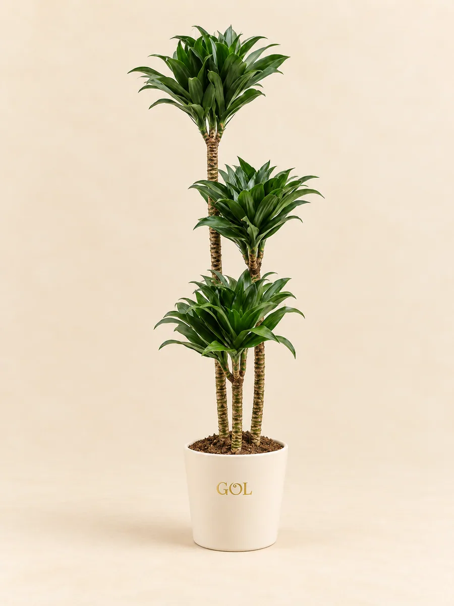 Dracaena Compacta · trois cannes, silhouette indicative complète