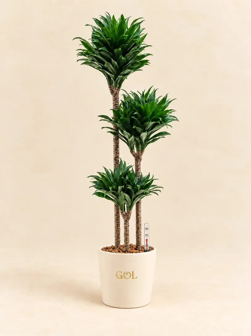 Dracaena Compacta en hydroculture avec indicateur de niveau — mise en scène indicative