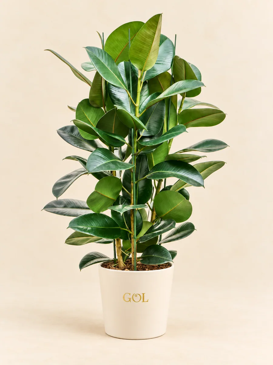 Ficus elastica Robusta, silhouette indicative complète