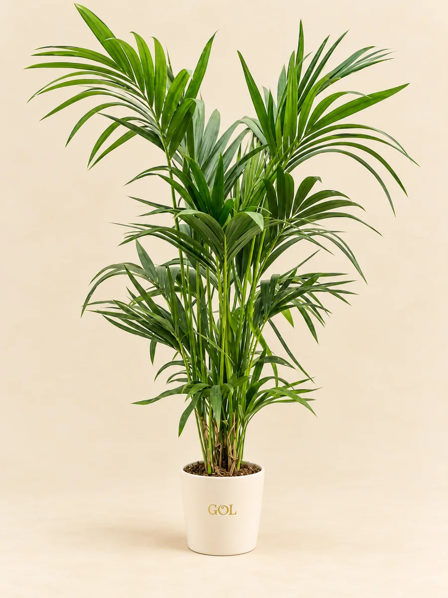 Kentia, silhouette indicative complète