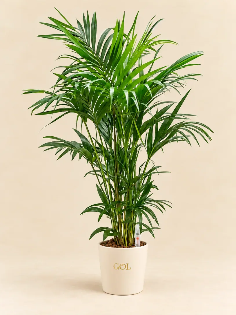Kentia en hydroculture avec indicateur de niveau — mise en scène indicative