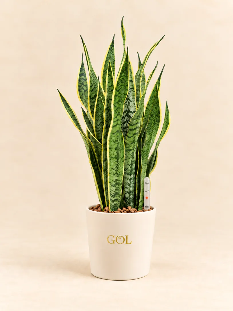 Sansevieria en hydroculture avec indicateur de niveau — mise en scène indicative