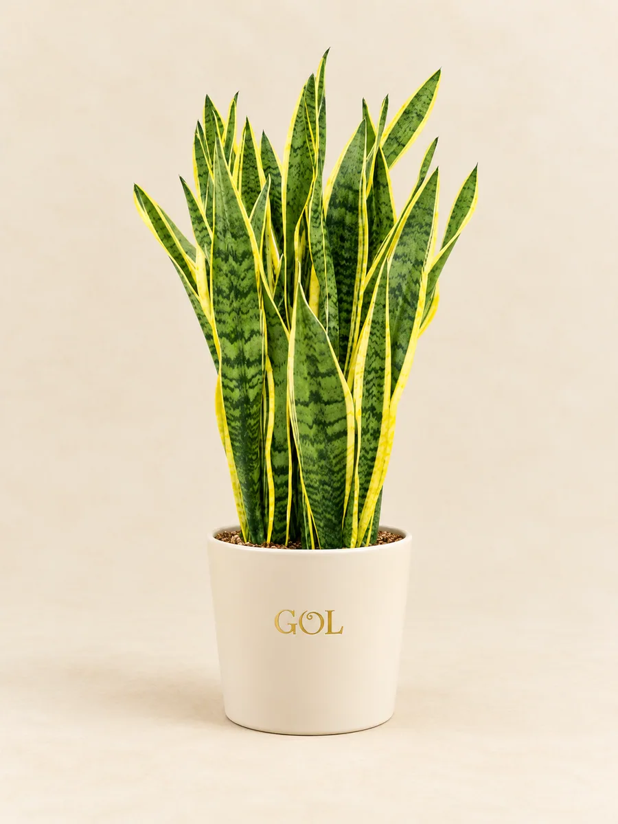 Sansevieria Laurentii, silhouette indicative complète
