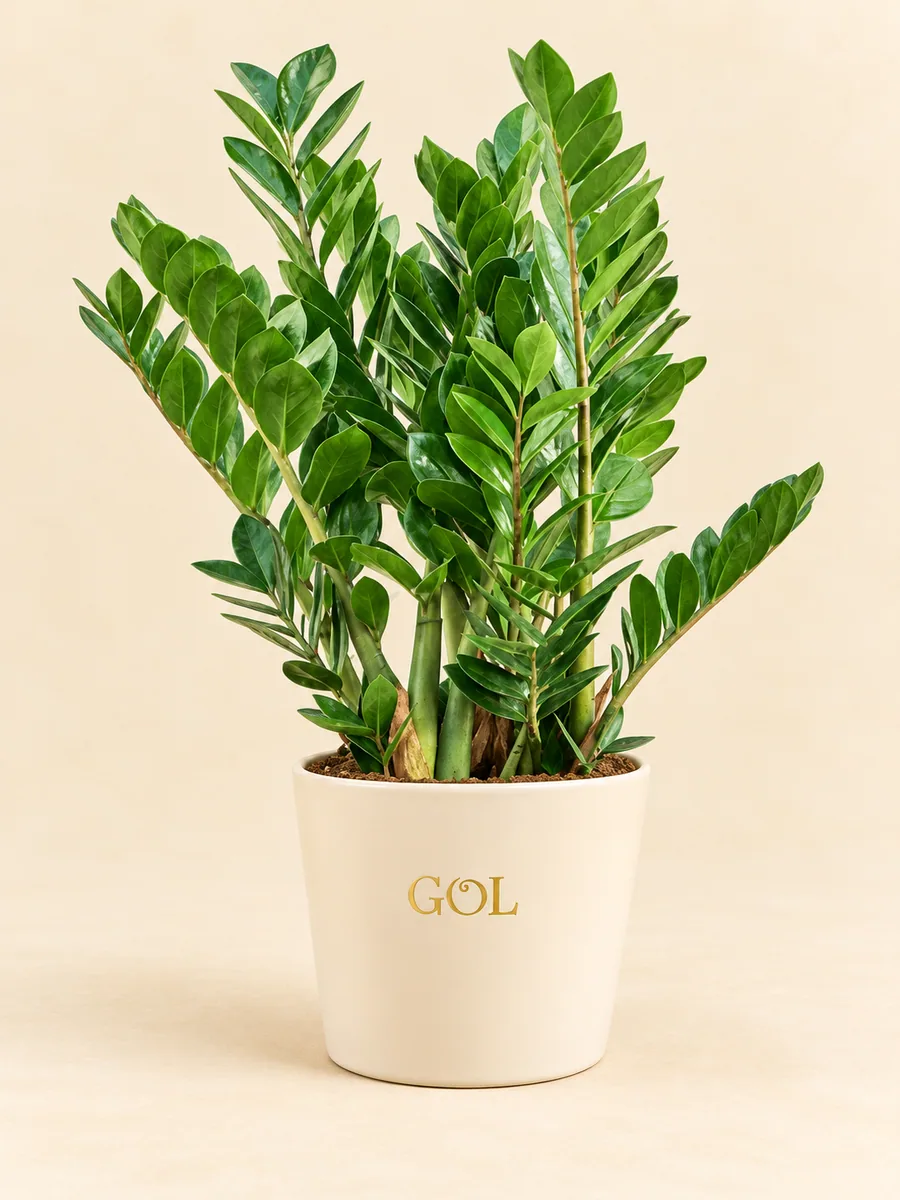 Zamioculcas zamiifolia, silhouette indicative complète