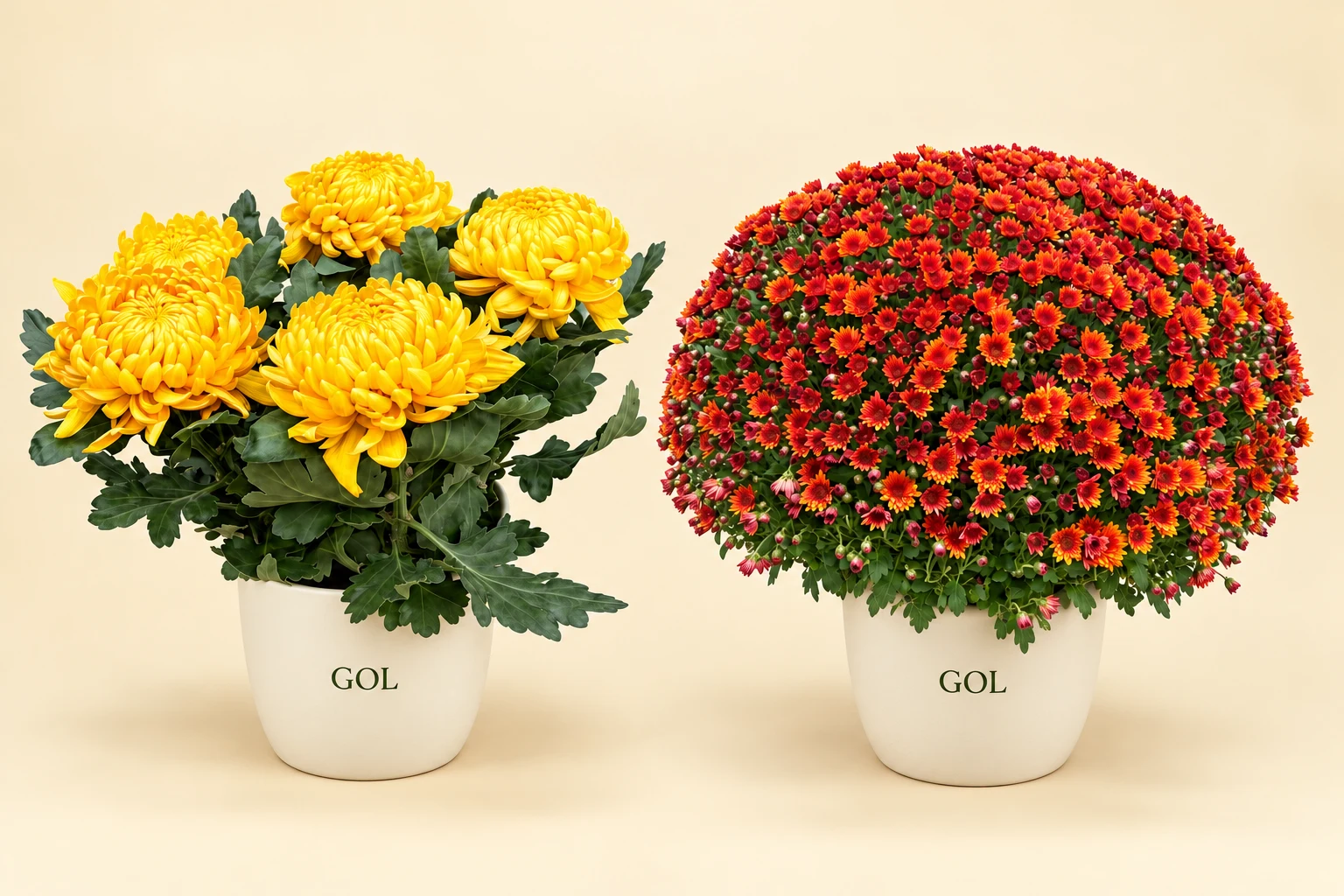 Chrysanthèmes en pot de la sélection saisonnière de Demoiselle GOL