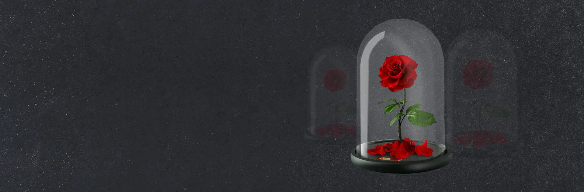 Rose éternelle