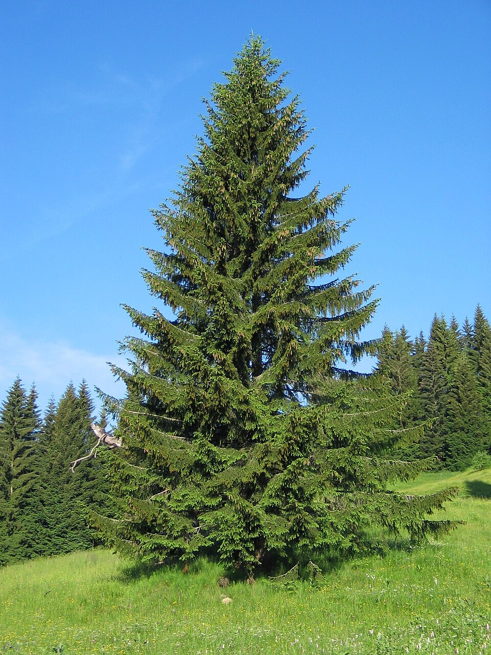 Épicéa — Portraits botaniques pour reconnaître les modèles, et non photographies des sapins actuellement en vente.