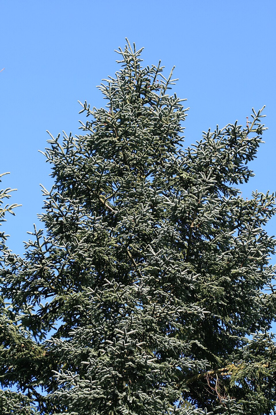 Nobilis — Portraits botaniques pour reconnaître les modèles, et non photographies des sapins actuellement en vente.