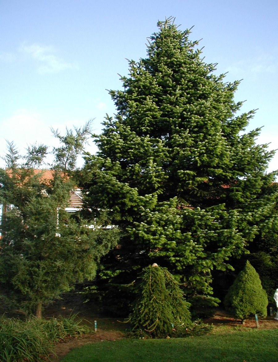 Nordmann — Portraits botaniques pour reconnaître les modèles, et non photographies des sapins actuellement en vente.